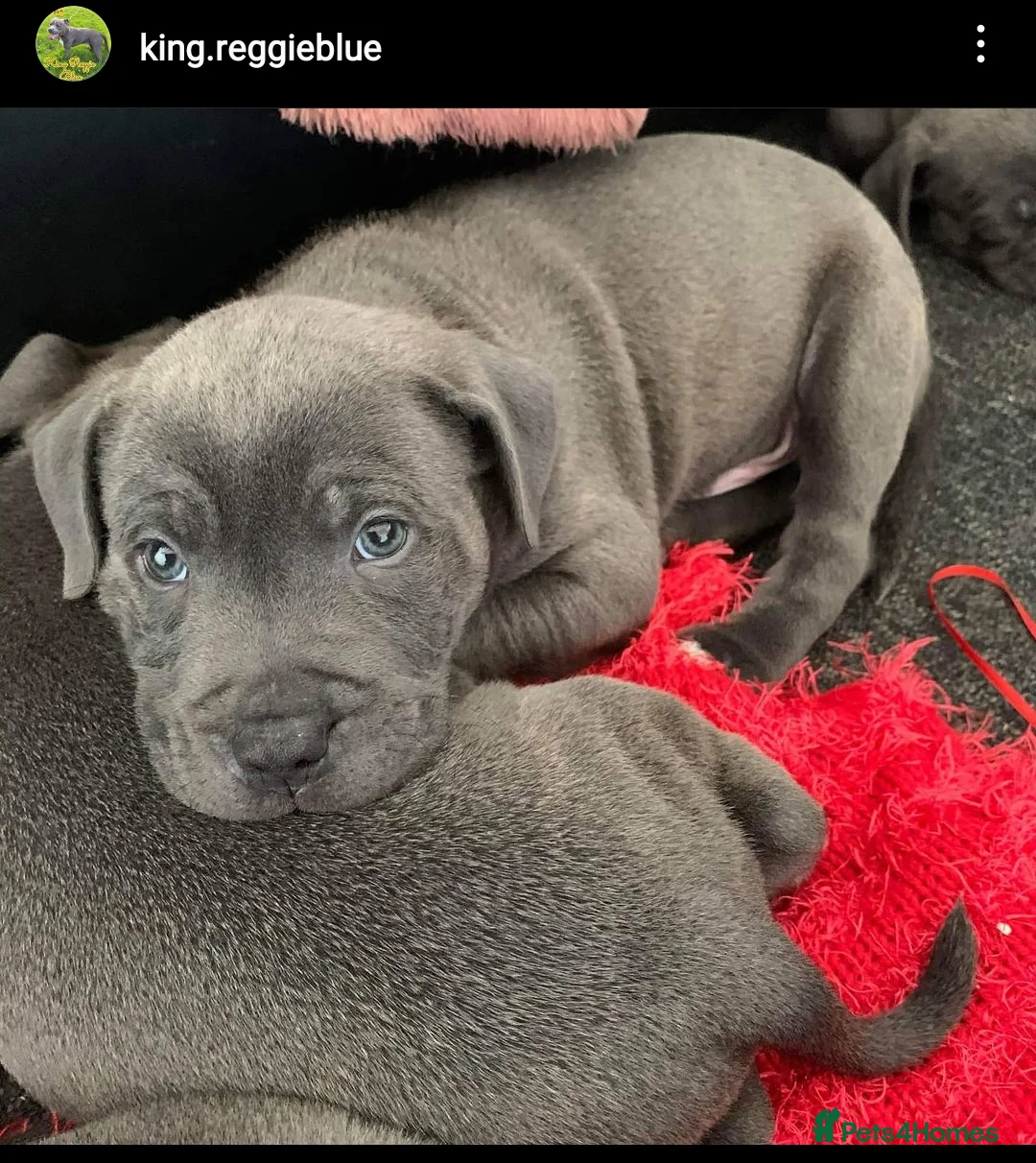 Staffordshire Bull Terrier dogs for stud: King reggie .champion/vagalo lines in Cardiff - Advert 7