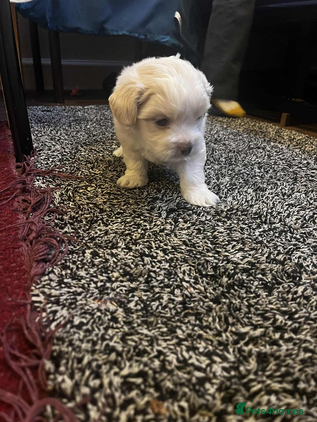 Bichon Frise dogs for sale: Bicchon malteze - Advert 6