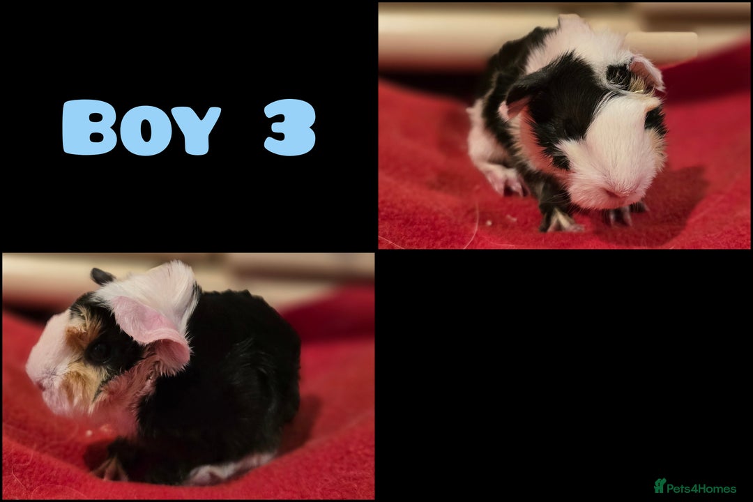 Guinea Pig rodents for sale: Beautiful longhaired guinea pigs- boys and girls - Image 4