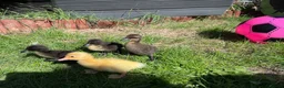 Ducks poultry for sale: Mixed breed ducklings - Advert 2