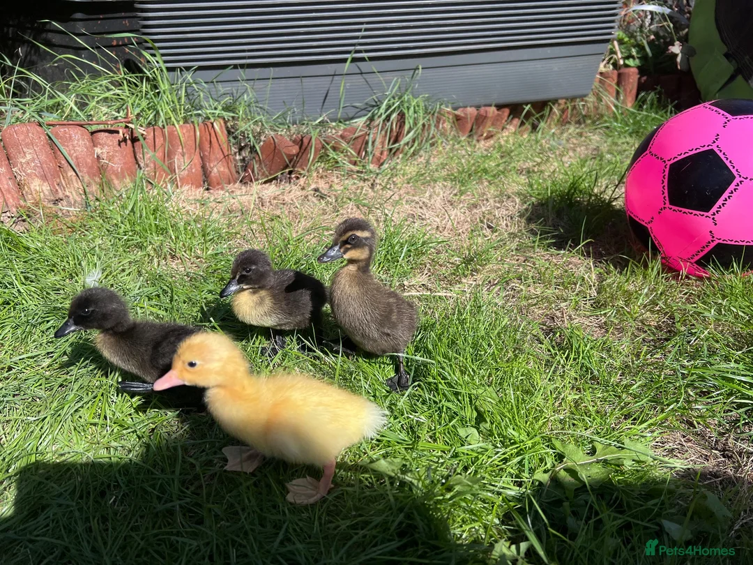 Ducks poultry for sale: Mixed breed ducklings - Advert 2