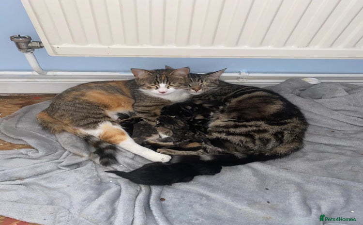 Mixed Breed cats - Advert 1