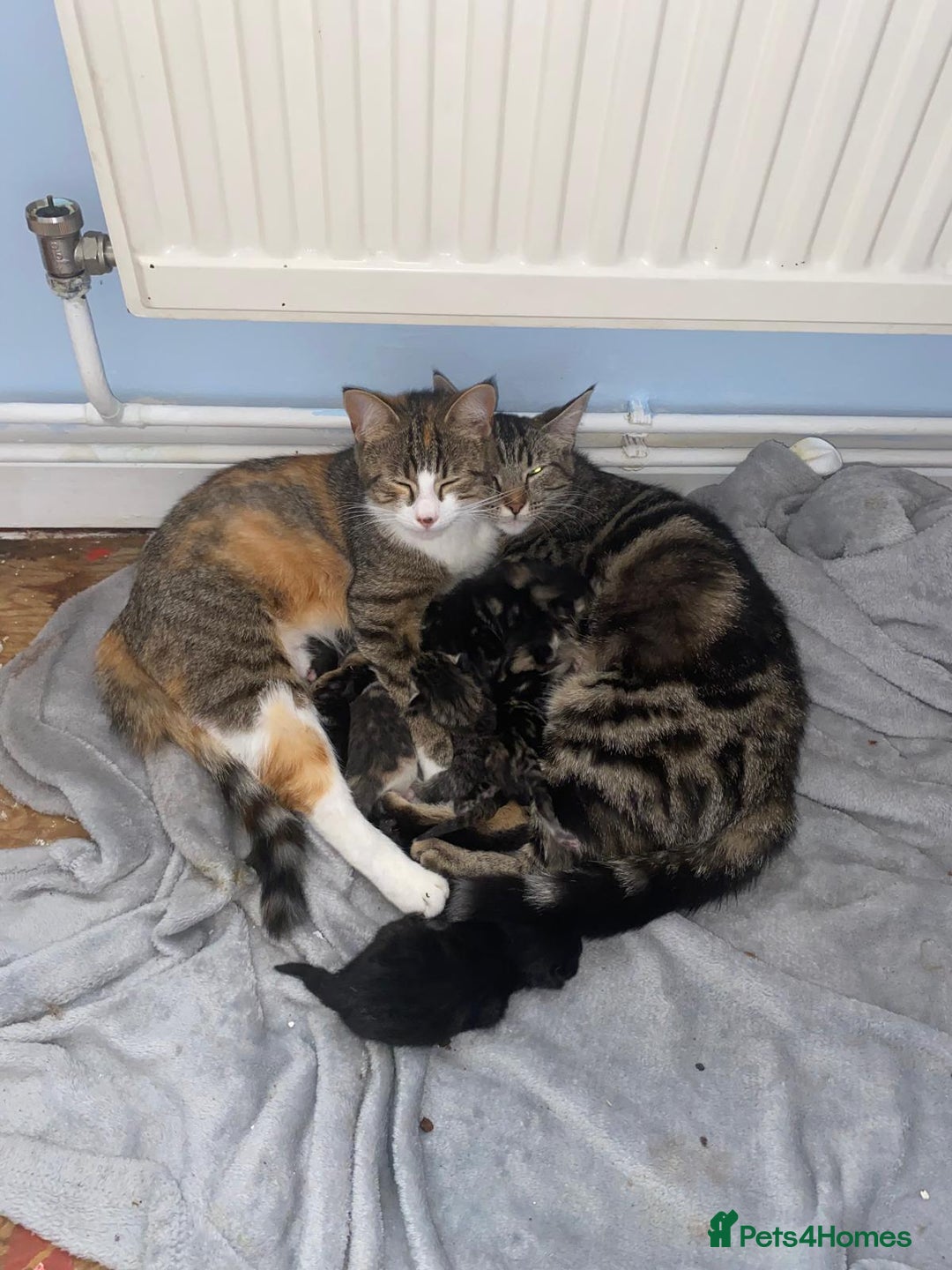 Mixed Breed cats for sale: Kittens ready now - Image 1