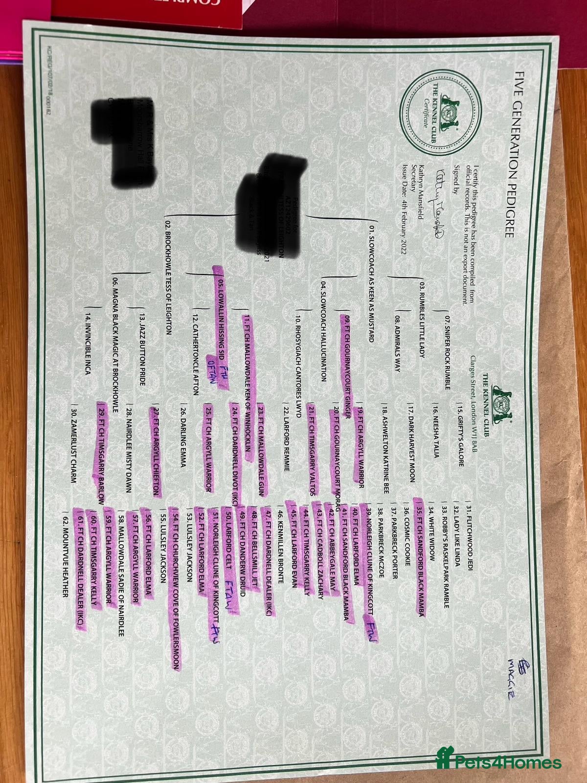 Cocker Spaniel dogs Champion Bred Working Cocker Spaniel Boys - Advert 2