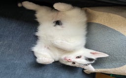 Mixed Breed cats for sale: Beautiful kittens from family home available now - Advert 8