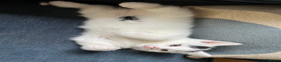 Mixed Breed Kitten 2