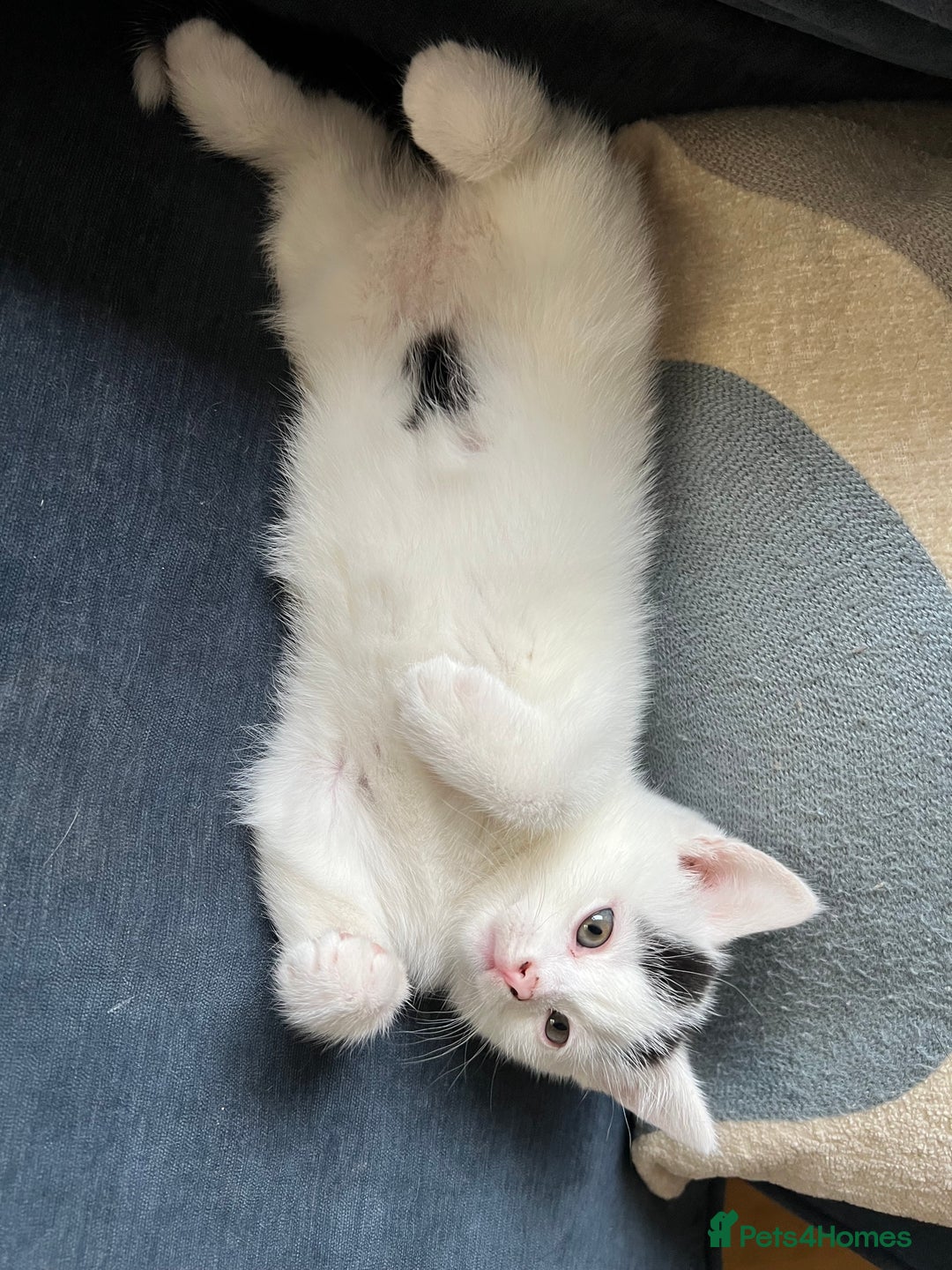 Mixed Breed cats for sale: Beautiful kittens from family home available now - Advert 8