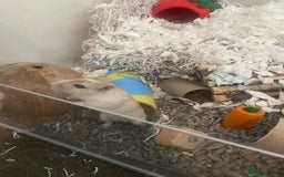 Gerbil rodents for sale: 2 male gerbils a year and a half old  - Image 3