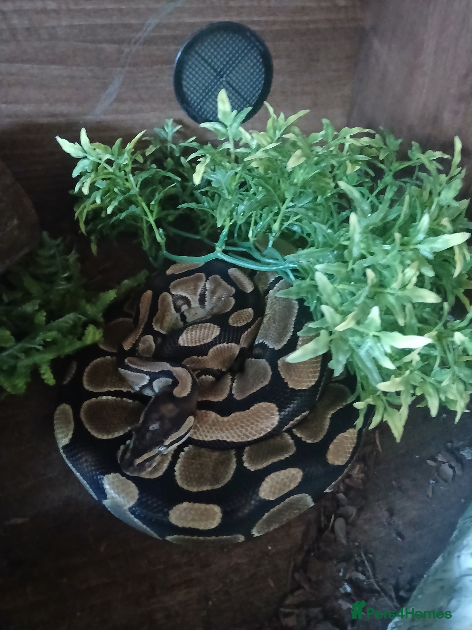 Python Snake reptiles Female Royal python for sale - Advert 1
