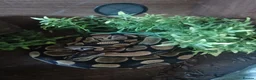 Python Snake reptiles for sale: Female Royal python for sale - Advert 3