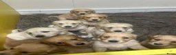 Golden Retriever dogs for sale: Ready now🐾 - Advert 6