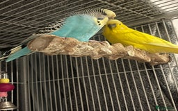 Budgerigars birds for sale: 3x budgies for sale - Image 2