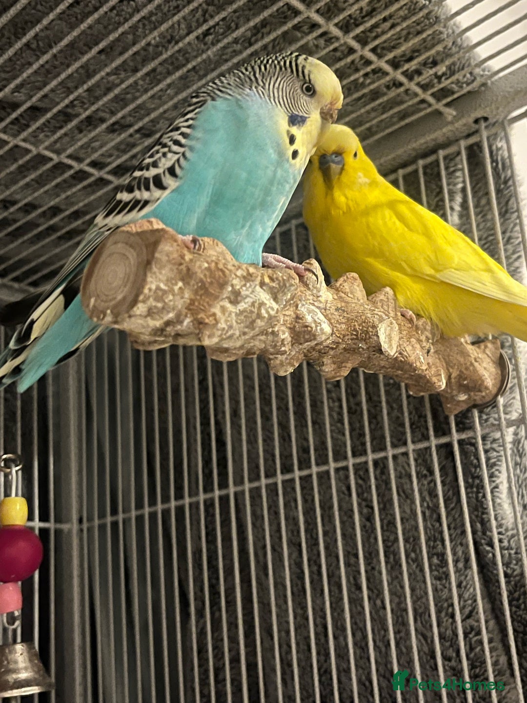 Budgerigars birds for sale: 3x budgies for sale - Image 2
