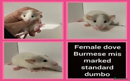 Rat rodents for sale: Adorable dumbo baby rates for sale ♥️ - Advert 18