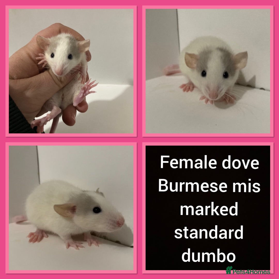 Rat rodents for sale: Adorable dumbo baby rates for sale ♥️ - Advert 18