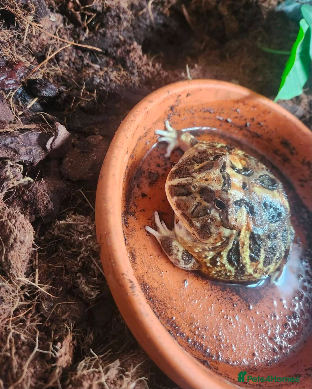 Frog reptiles for sale: Coffee Pacman Frog in Pathhead - Advert 1