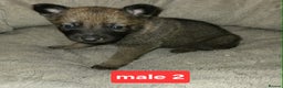 Saarloos Wolfdog dogs for sale: Czechoslovakian vlciak wolfdog puppies - Advert 3