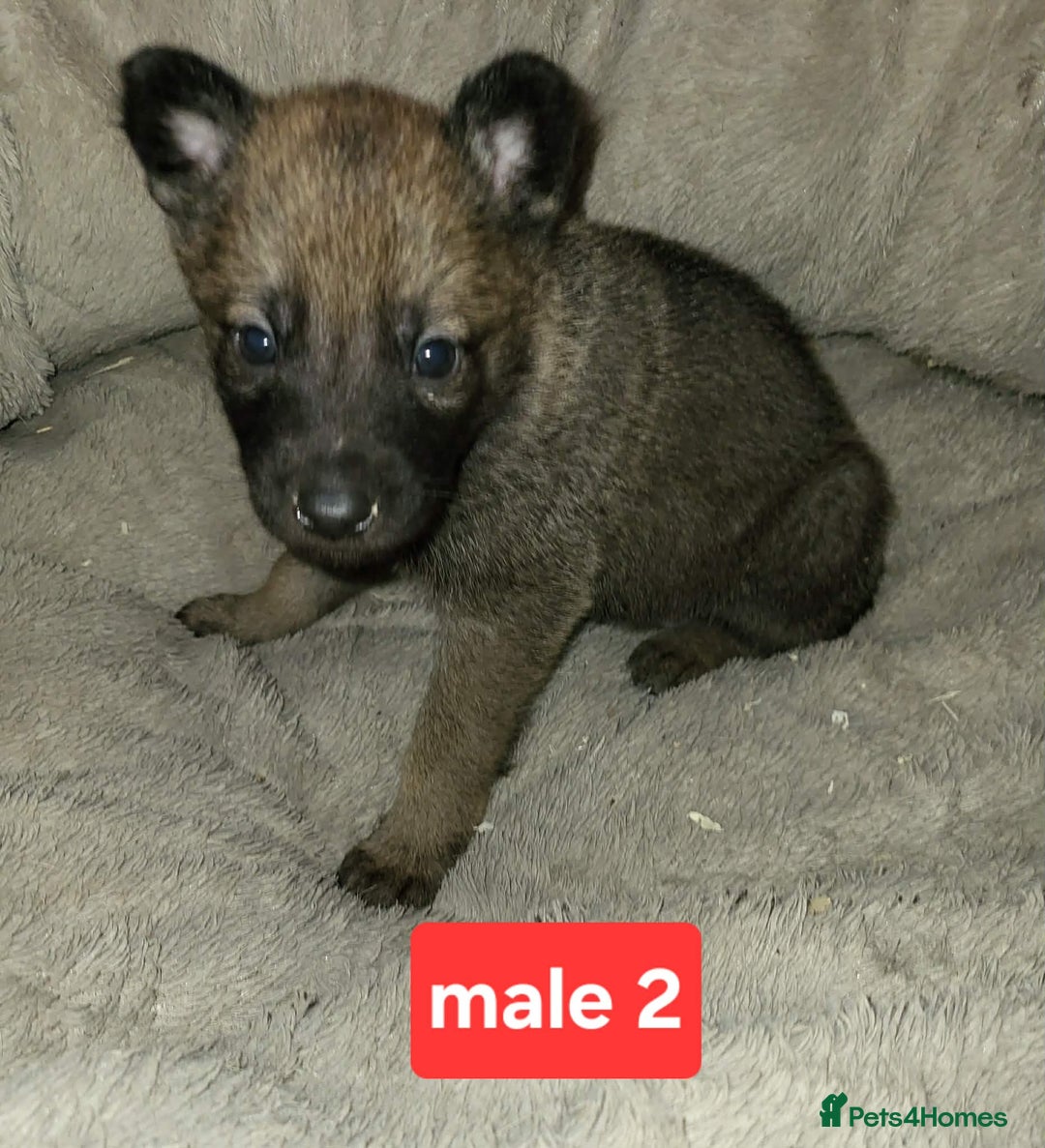 Saarloos Wolfdog dogs for sale: Czechoslovakian vlciak wolfdog puppies - Advert 3