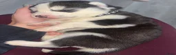 Siberian Husky dogs for sale: 7 stunning Siberian huskies  in Dundee - Advert 16