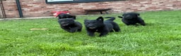 Border Collie dogs for sale: Fabulous Border Collie x Labrador Puppies - Advert 18