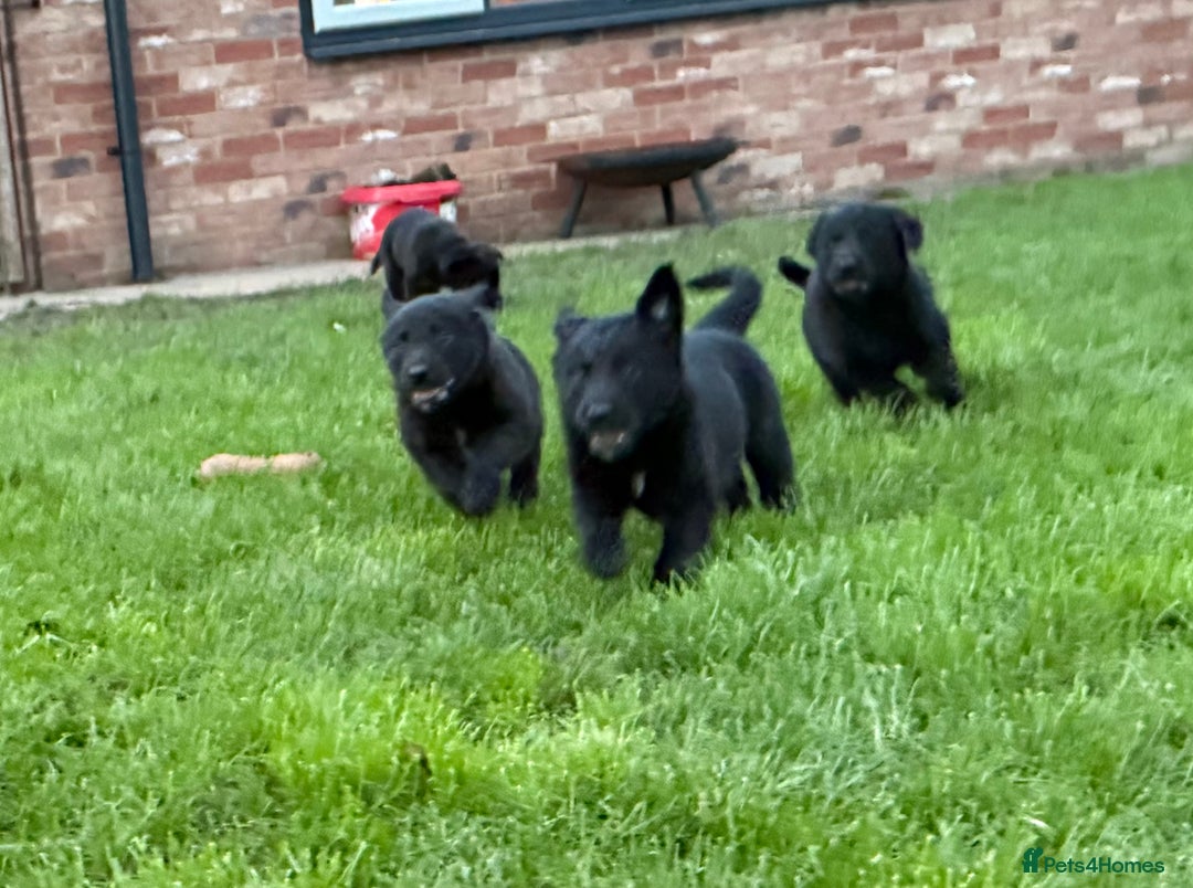 Border Collie dogs for sale: Fabulous Border Collie x Labrador Puppies - Advert 18