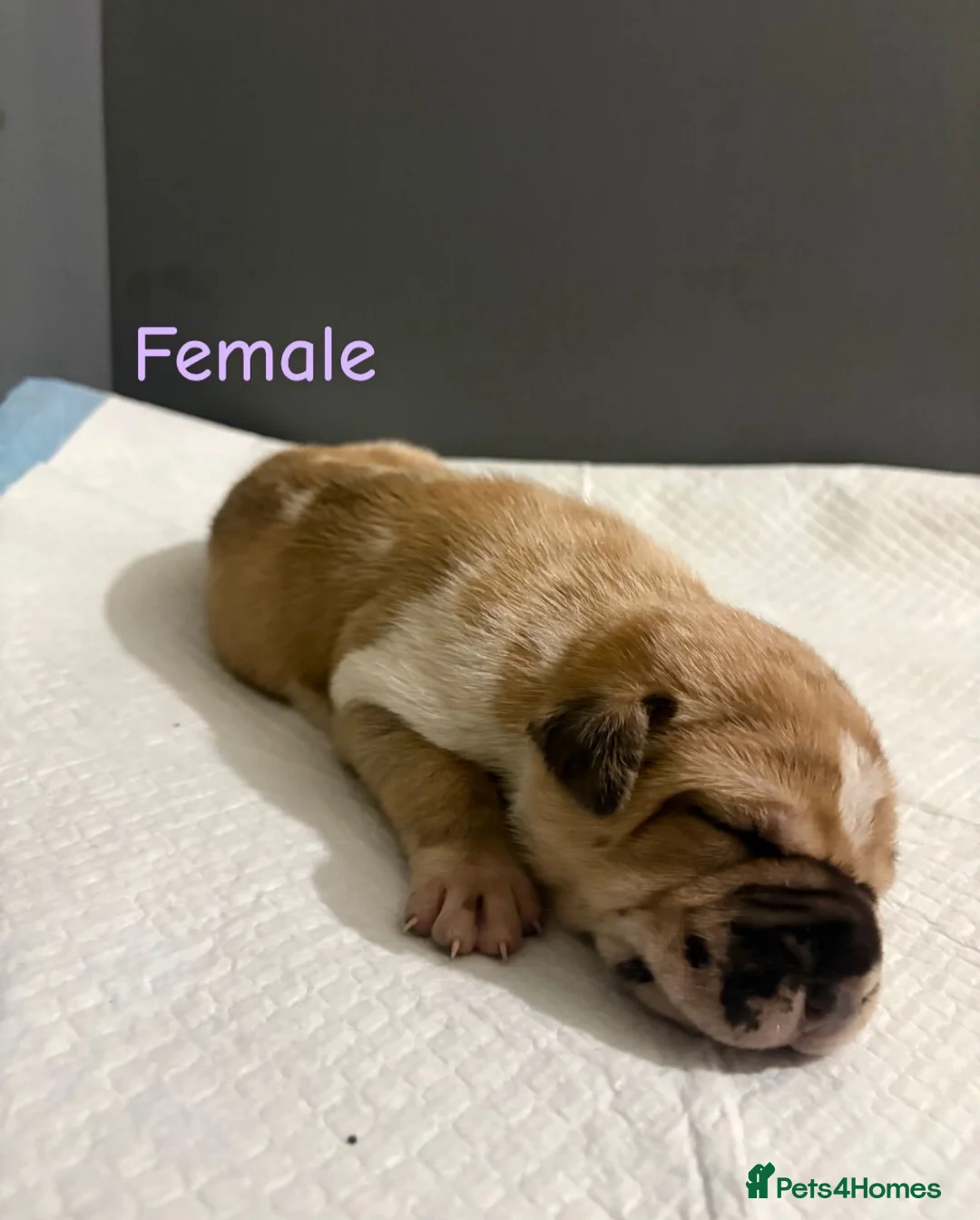 Mixed Breed dogs for sale: Stunning litter of 7 Presa Canario X Bandog - Advert 24