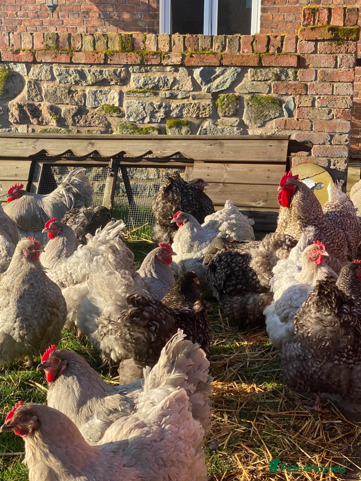 Chickens poultry Orpington hatching eggs  - Advert 18