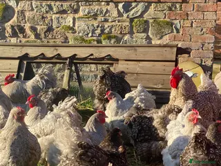 Chickens poultry Orpington hatching eggs - Advert 18