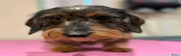 Miniature Dachshund dogs for sale: Two Stunning Mini Wire Haired Dachshund - Advert 5
