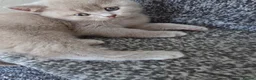 British Shorthair cats for sale: British shorthair kittens  - Advert 5