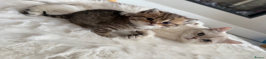 British Shorthair Kitten 1