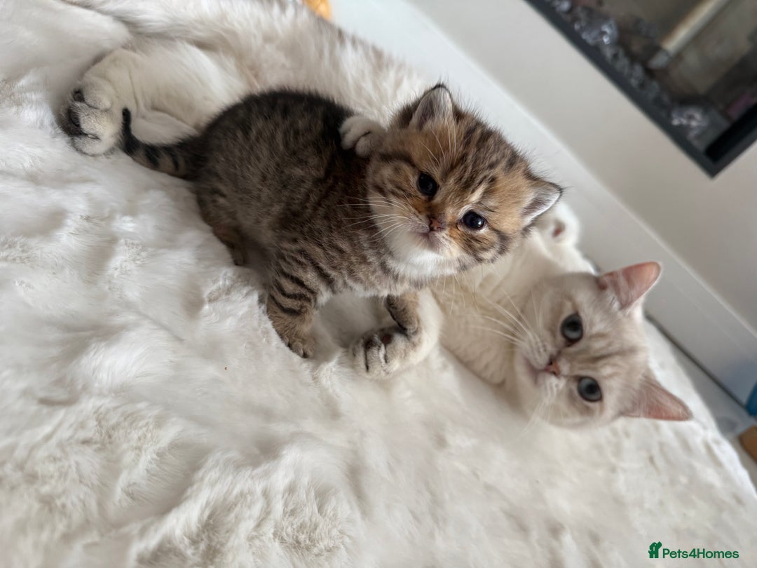 British Shorthair cats for sale: Sired by Champion FIFE dad - Golden BSH kittens - Image 1