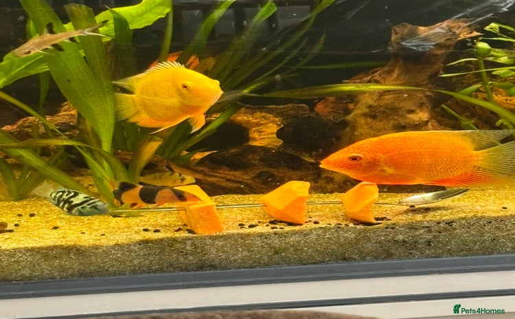 Other/Mixed Breed fish - Advert 1