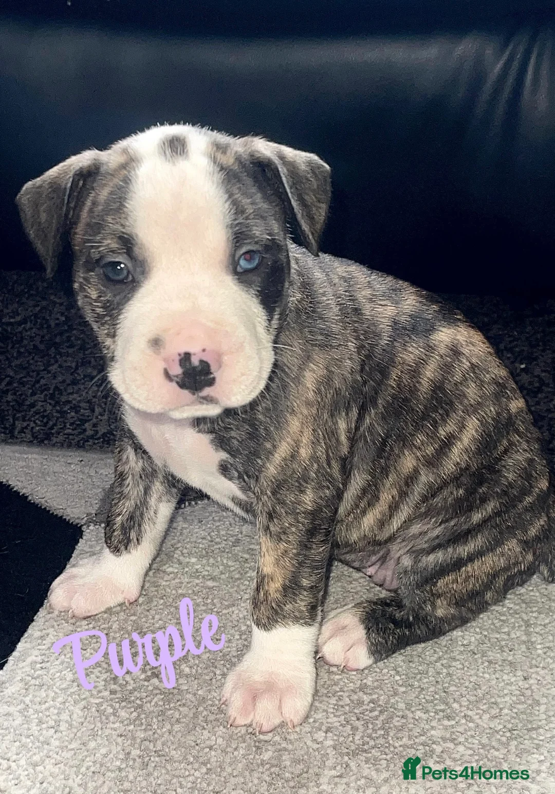 Mixed Breed dogs for sale: **last one** Old tyme English bulldog x - Advert 2