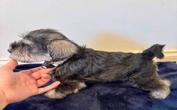 Miniature Schnauzer dogs for sale: Bundles of joy - Image 2
