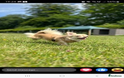 Chihuahua dogs for sale: Long haired chihuahua  - Image 5