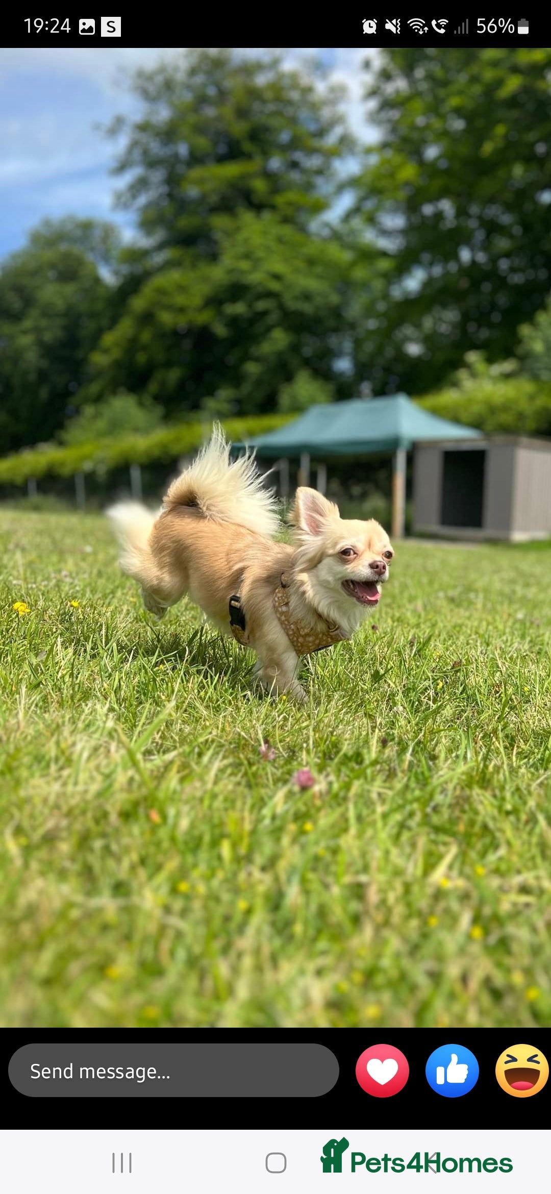 Chihuahua dogs for sale: Long haired chihuahua  - Image 5