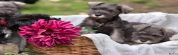 Miniature Schnauzer dogs for sale: Gorgeous kc reg miniature schnauzers ready now  - Advert 8