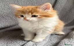 Mixed Breed cats for sale: SUPER FLUFFY KITTENS READY NOW - Advert 10