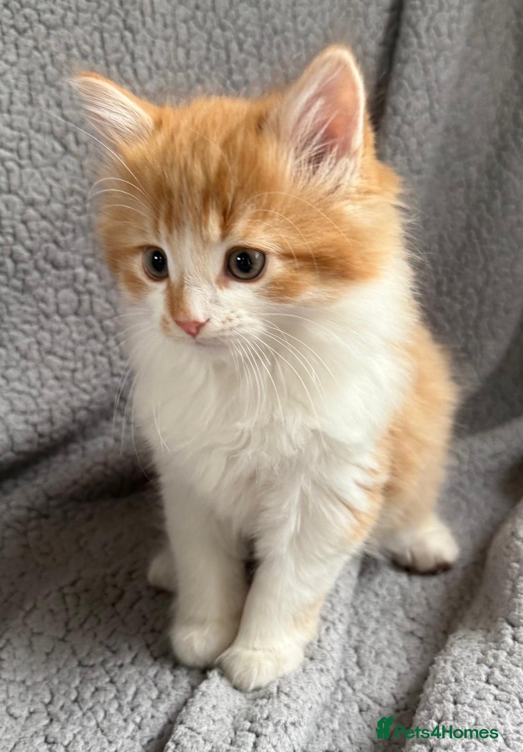 Mixed Breed cats for sale: SUPER FLUFFY KITTENS READY NOW - Advert 10