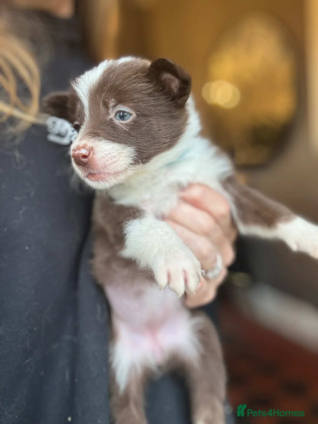 Border Collie dogs for sale: Pure Bred Border Collie Puppies For Sale - Advert 12