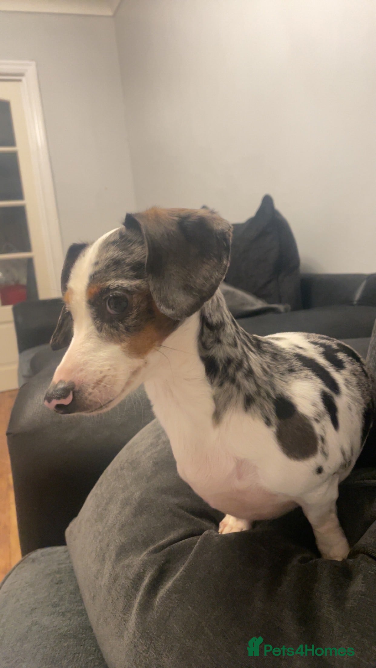 Dachshund dogs Miniature dachshund pups - Advert 3