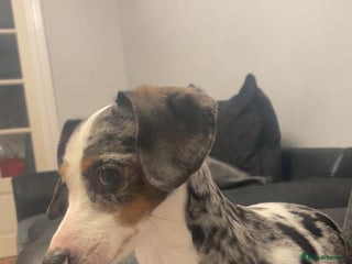 Dachshund dogs Miniature dachshund pups - Advert 1