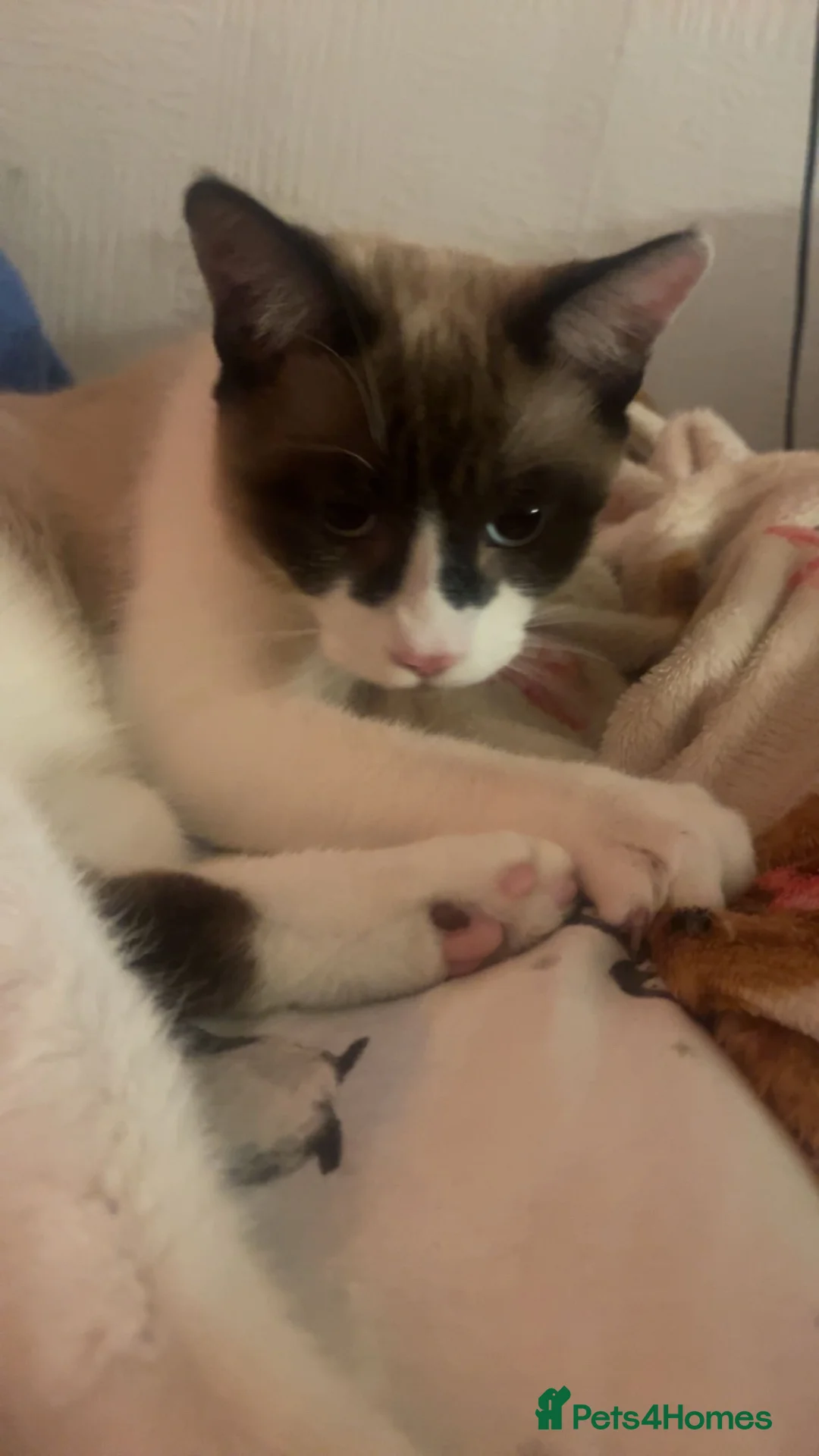 Siamese cats for sale: urgent home needed in Rotherham - Advert 1