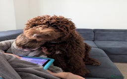 Newfypoo dogs for sale: Beautiful Newfypoo puppy  - Advert 2