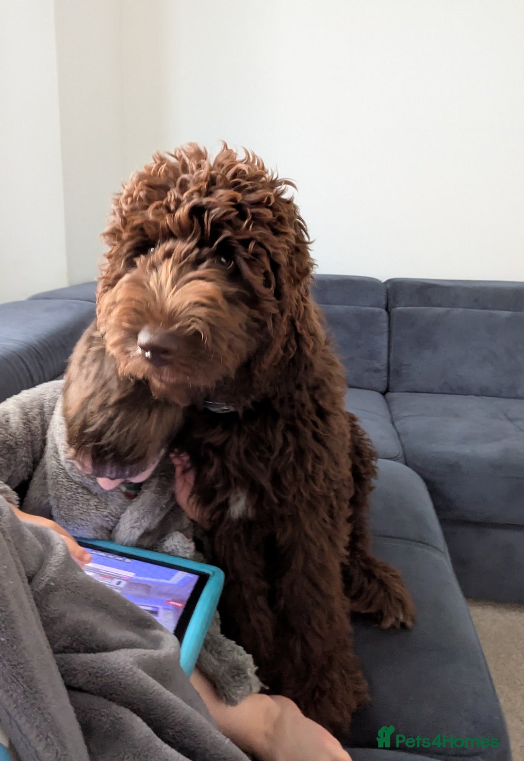 Newfypoo dogs for sale: Beautiful Newfypoo puppy  - Advert 2