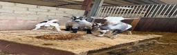 Goats livestock for sale: 4 beautiful Pygmy kids ❤️ - Advert 4