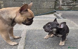 French Bulldog dogs for sale: Male french bulldog - Image 5