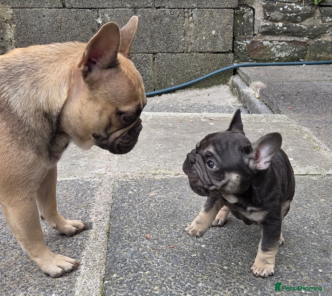 French Bulldog dogs for sale: Male french bulldog - Image 5
