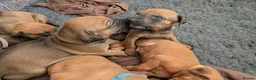Rhodesian Ridgeback dogs for sale: Rhodesian Ridgeback Puppies KC Health Elb Hip JME in Diss - Advert 12
